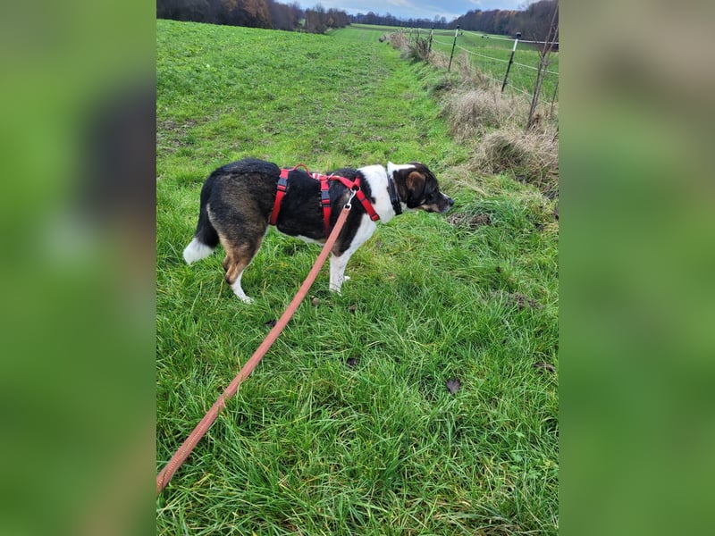 Kyra: liebe Hündin wartet in 50127 Bergheim