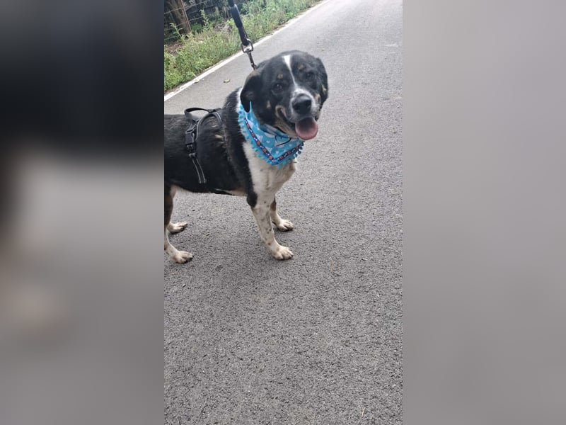 Kyra: liebe Hündin wartet in 50127 Bergheim