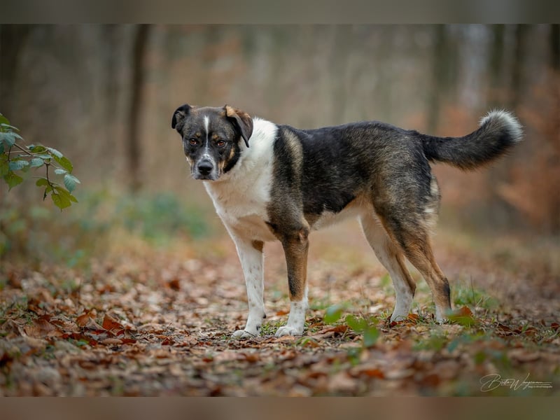 Kyra- lebensfrohe Hündin wartet bei Köln