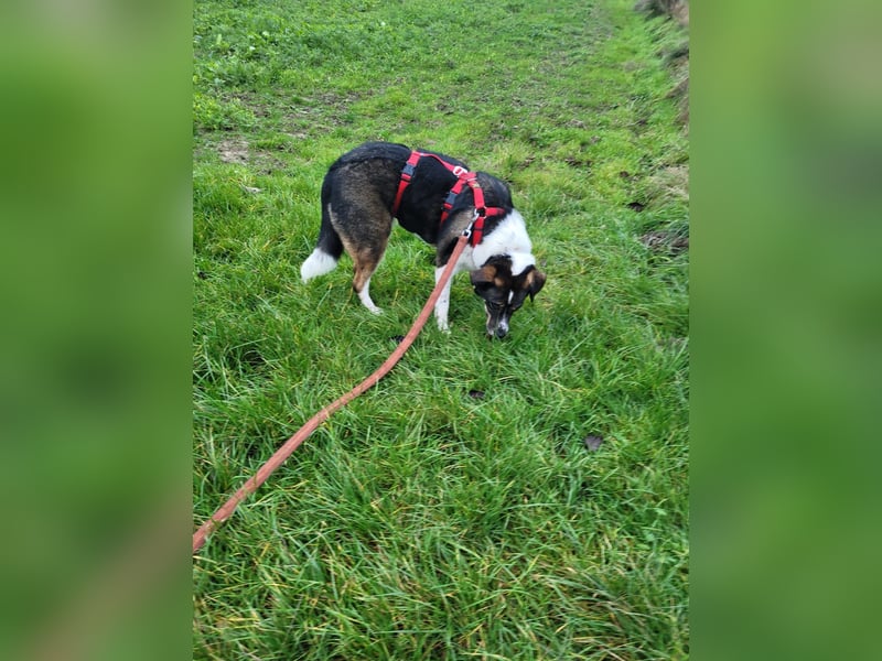 Kyra: liebe Hündin wartet in 50127 Bergheim