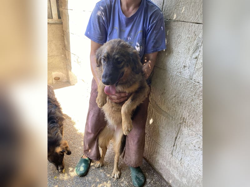 Maja – wunderschöne Junghündin zum Verlieben