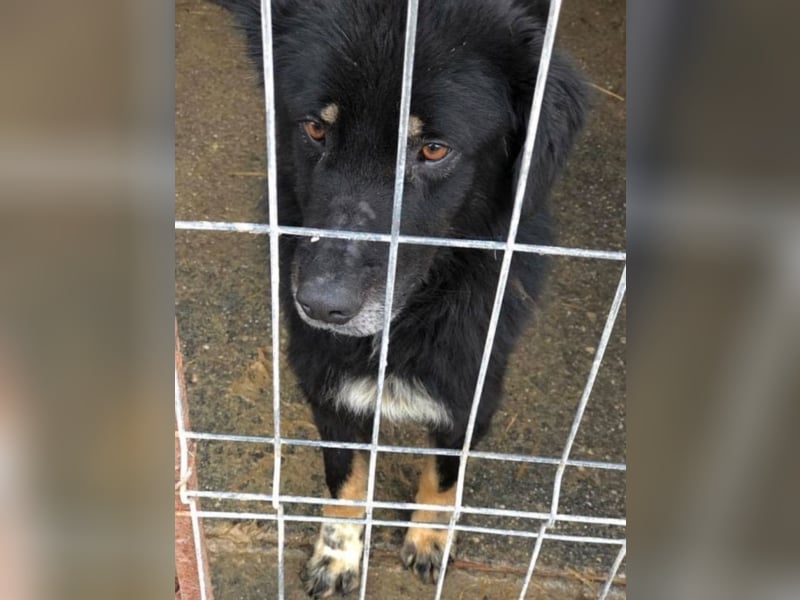 Angsthäschen Noah sucht seine Familie