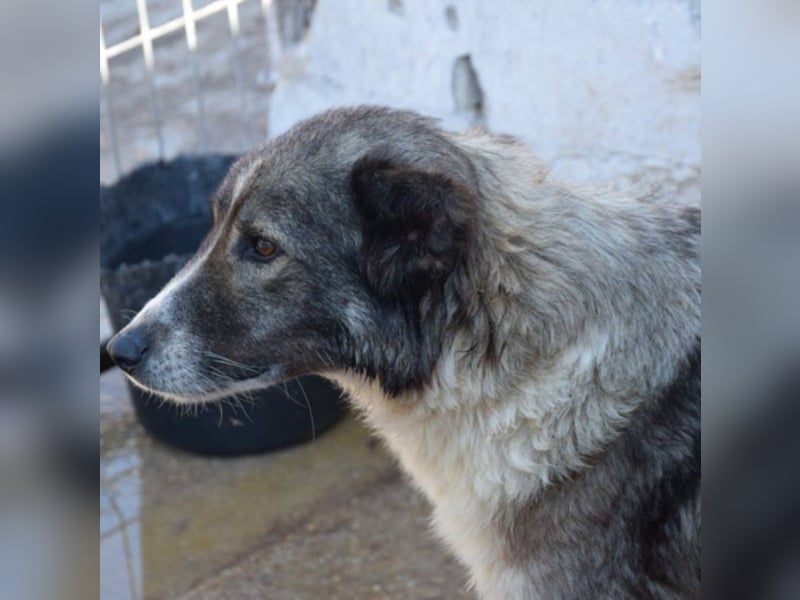 Speedy sucht ihre Familie
