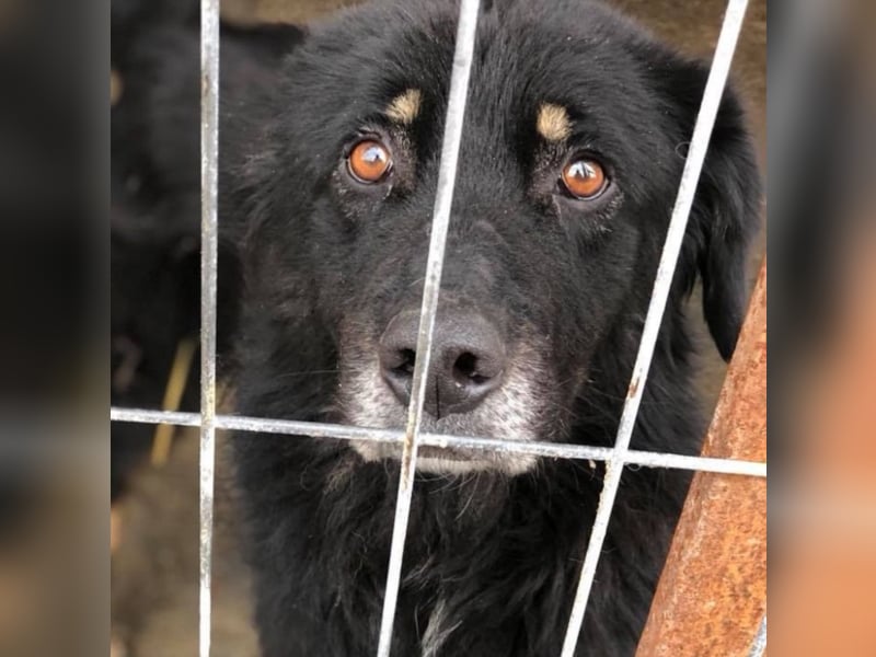 Angsthäschen Noah sucht seine Familie