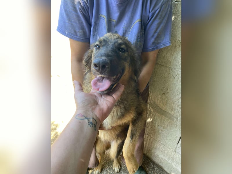 Maja – wunderschöne Junghündin zum Verlieben