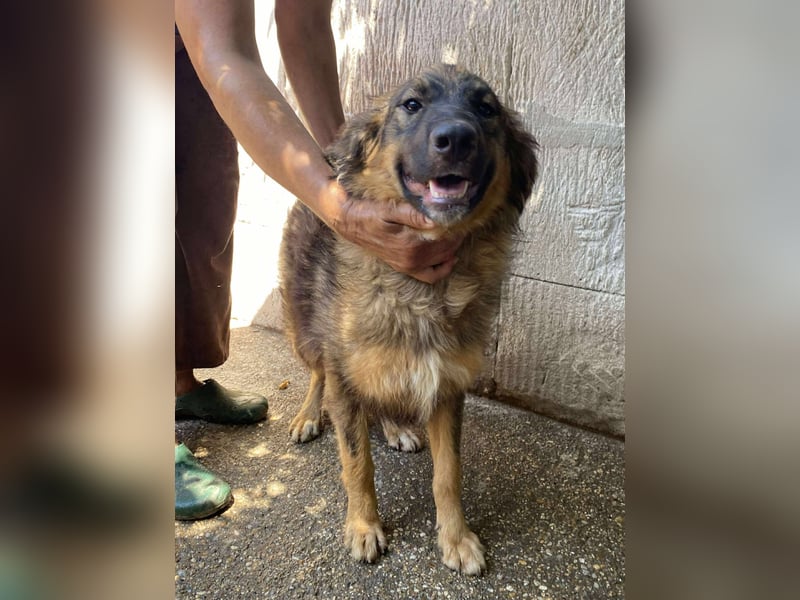 Maja – wunderschöne Junghündin zum Verlieben