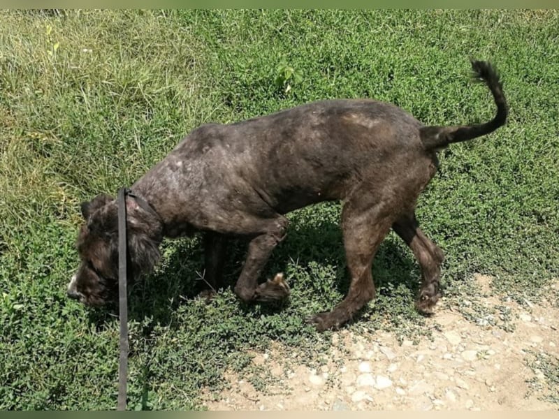 Grisu – beeindruckender Wuschelrüde mit tollem Charakter