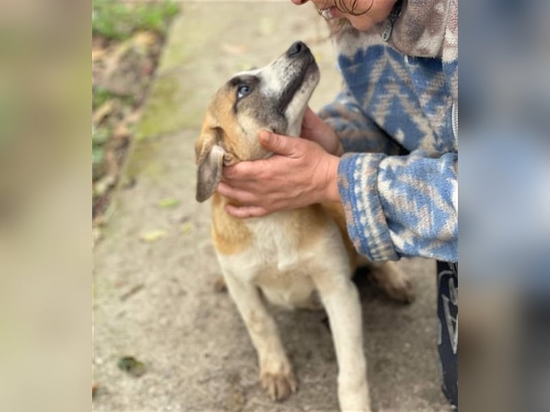 Thysen – 9 Monate – wunderschöner Rüde auf sucht seine Menschen