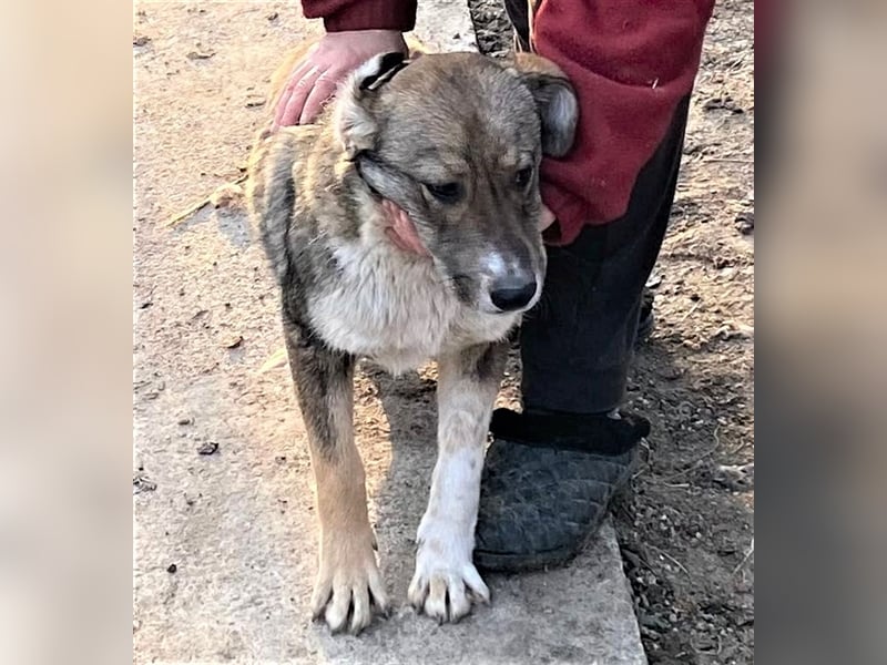 Martin – ein Bär“chen“ auf Familiensuche, 6 Monate alt