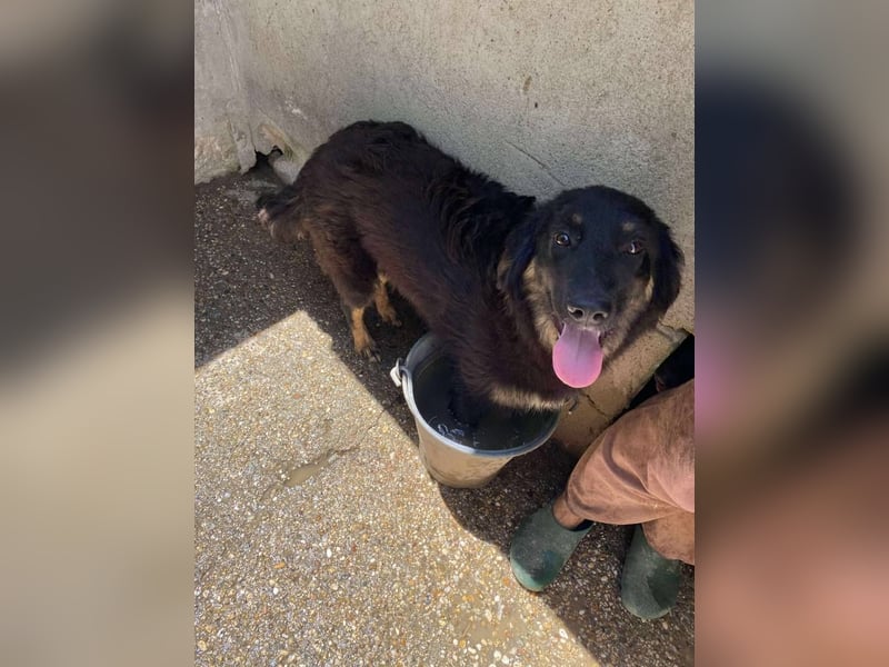 Bonny – tausche Eimer gegen Pool, Junghündin