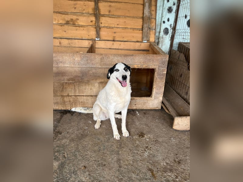 Ich habe noch Hoffnung