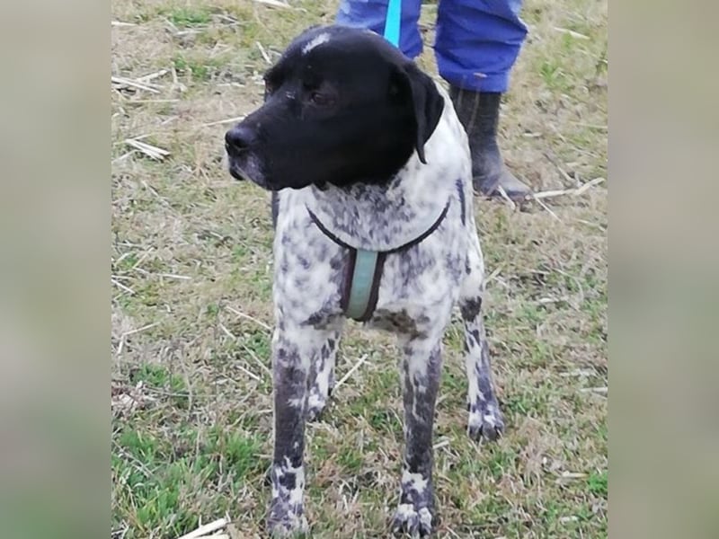 Odin - 4 Jahre - wunderschöner Rüde