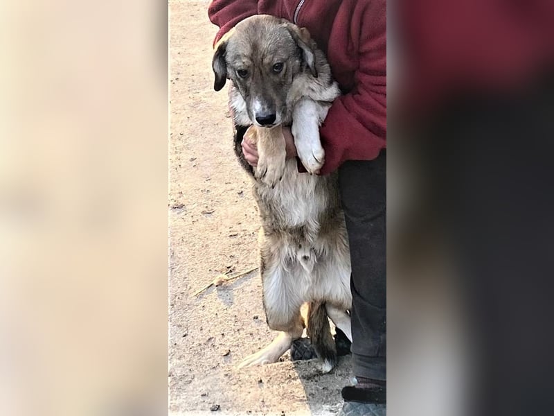 Martin – ein Bär“chen“ auf Familiensuche, 6 Monate alt