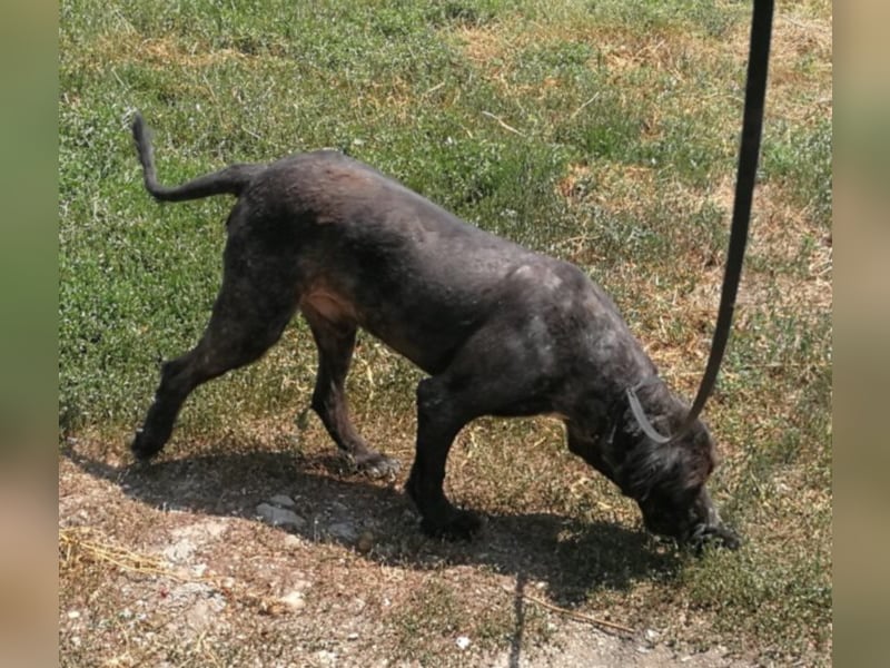 Grisu – beeindruckender Wuschelrüde mit tollem Charakter