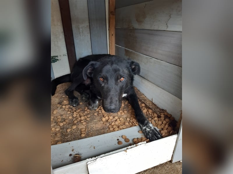 Es ist ein liebenswerter Kerl, wir nannten Ihn „Nobody“, 4 Jahre alt