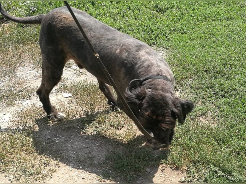 Grisu – beeindruckender Wuschelrüde mit tollem Charakter