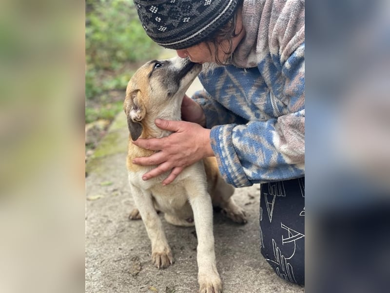 Thysen – 9 Monate – wunderschöner Rüde auf sucht seine Menschen