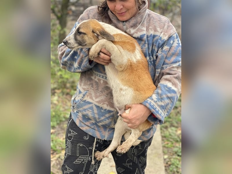 Thysen – 9 Monate – wunderschöner Rüde auf sucht seine Menschen