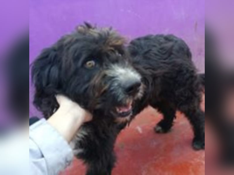 Grisu – beeindruckender Wuschelrüde mit tollem Charakter