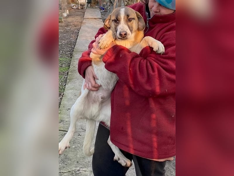 Thysen – 9 Monate – wunderschöner Rüde auf sucht seine Menschen