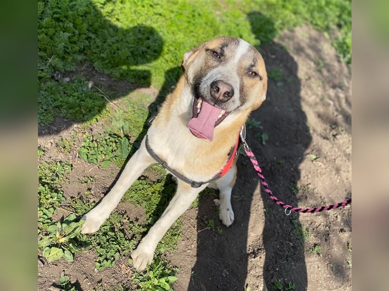 Thysen – 9 Monate – wunderschöner Rüde auf sucht seine Menschen