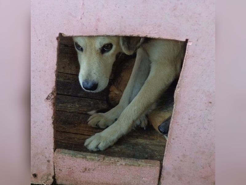 Angsthäschen Ben sucht seine Familie