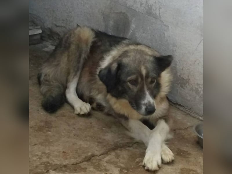 Speedy sucht ihre Familie