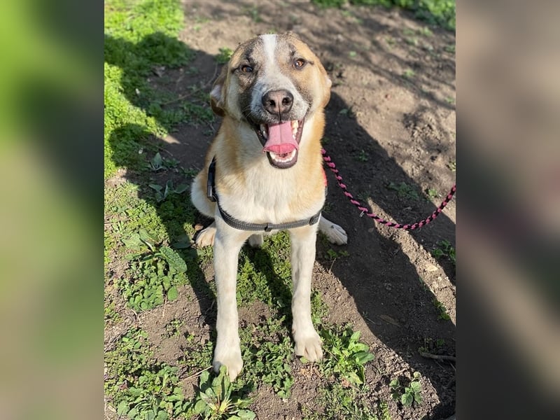 Thysen – 9 Monate – wunderschöner Rüde auf sucht seine Menschen