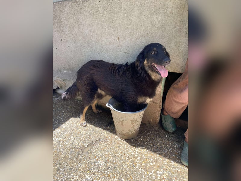 Bonny – tausche Eimer gegen Pool, Junghündin