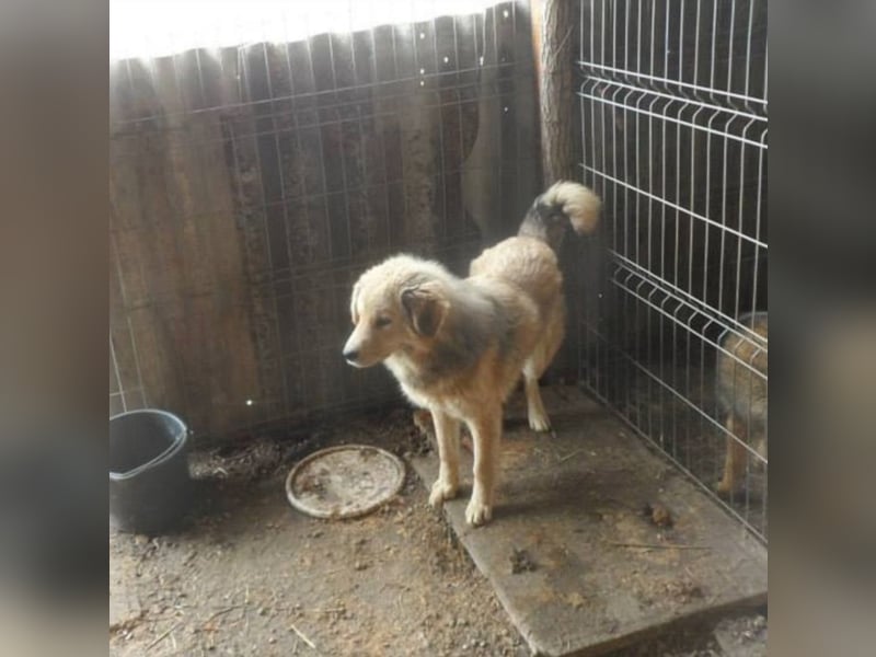 Angsthäschen Ben sucht seine Familie