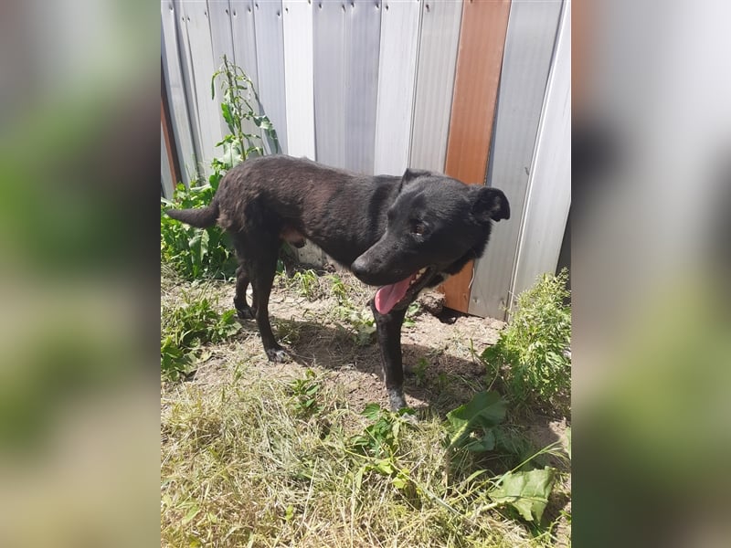 Es ist ein liebenswerter Kerl, wir nannten Ihn „Nobody“, 4 Jahre alt