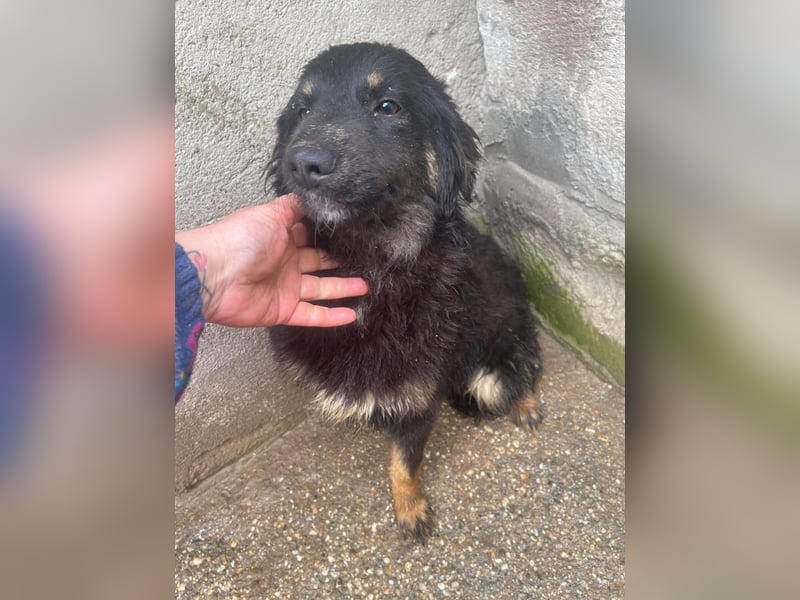 Bonny – tausche Eimer gegen Pool, Junghündin