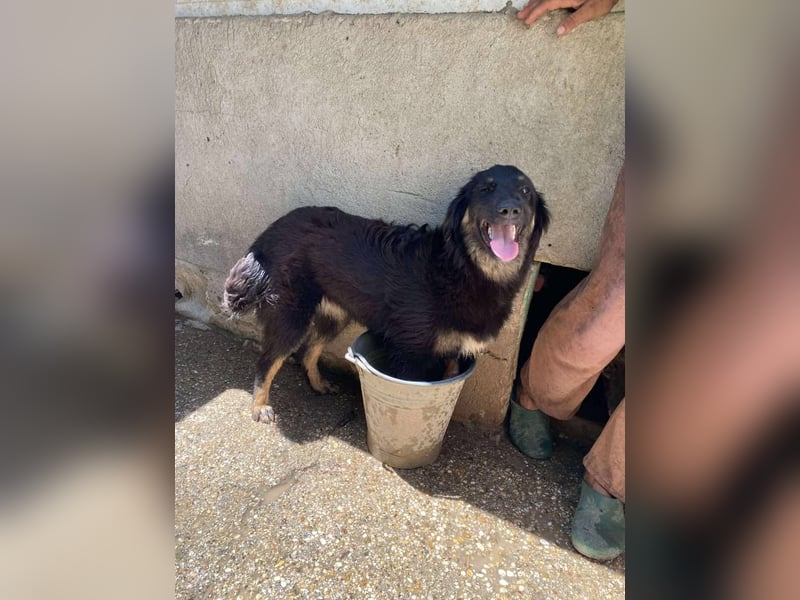 Bonny – tausche Eimer gegen Pool, Junghündin