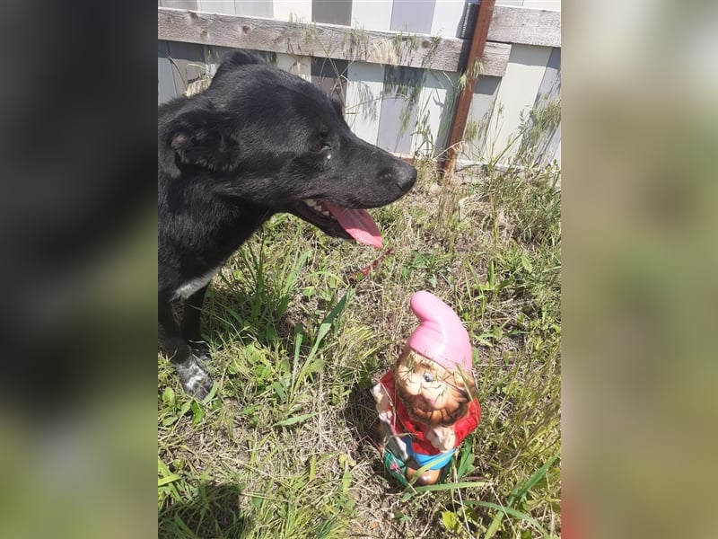 Es ist ein liebenswerter Kerl, wir nannten Ihn „Nobody“, 4 Jahre alt