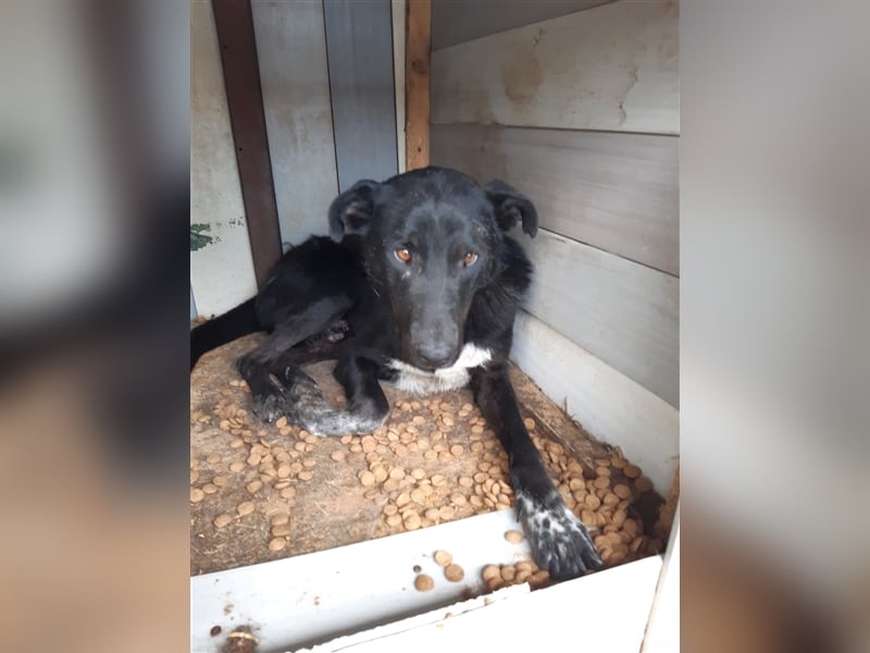 Es ist ein liebenswerter Kerl, wir nannten Ihn „Nobody“, 4 Jahre alt