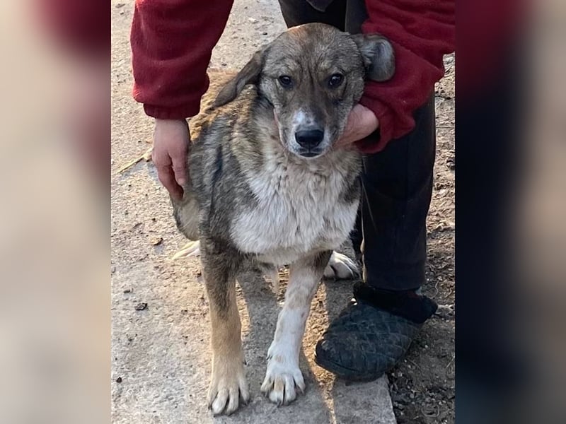 Martin – ein Bär“chen“ auf Familiensuche, 6 Monate alt