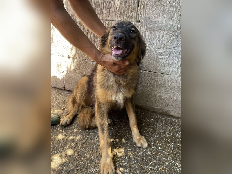 Maja – wunderschöne Junghündin zum Verlieben