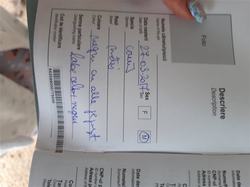 Es ist ein liebenswerter Kerl, wir nannten Ihn „Nobody“, 4 Jahre alt