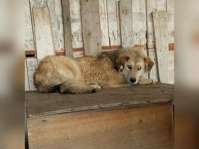 Angsthäschen Ben sucht seine Familie