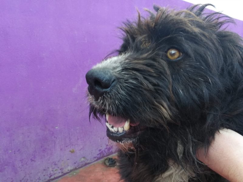 Grisu – beeindruckender Wuschelrüde mit tollem Charakter