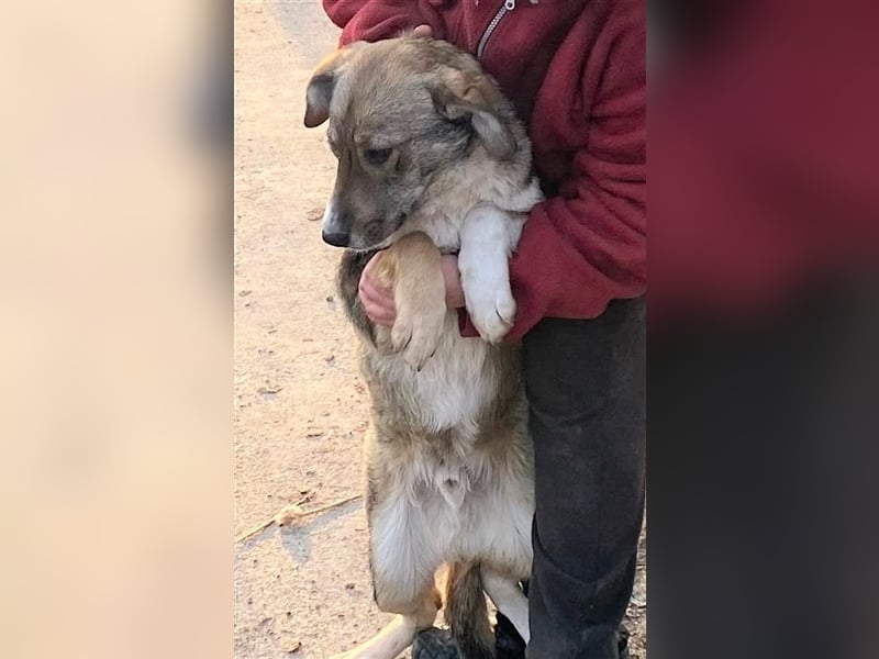 Martin – ein Bär“chen“ auf Familiensuche, 6 Monate alt