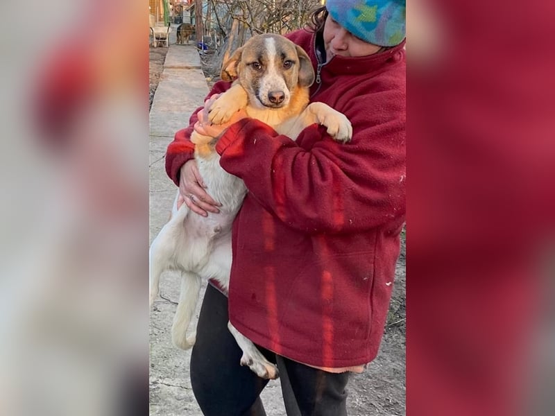 Thysen – 9 Monate – wunderschöner Rüde auf sucht seine Menschen