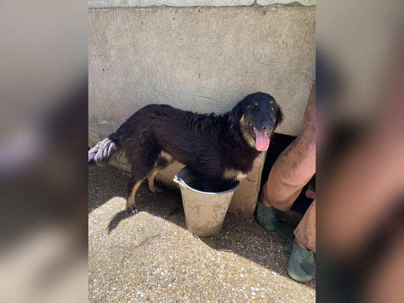 Bonny – tausche Eimer gegen Pool, Junghündin