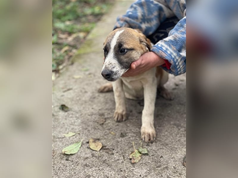 Thysen – 9 Monate – wunderschöner Rüde auf sucht seine Menschen