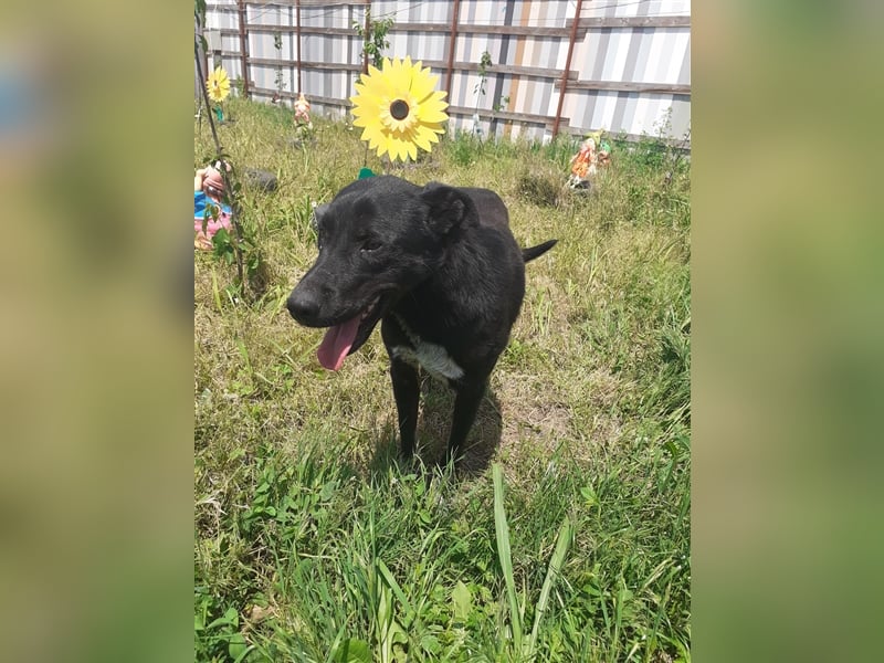 Es ist ein liebenswerter Kerl, wir nannten Ihn „Nobody“, 4 Jahre alt