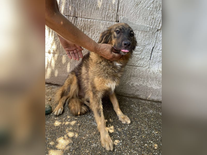 Maja – wunderschöne Junghündin zum Verlieben