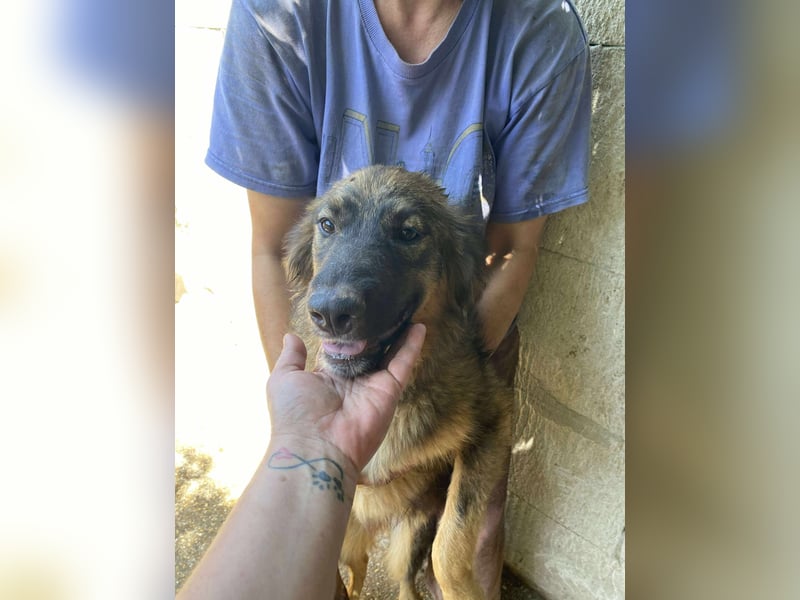 Maja – wunderschöne Junghündin zum Verlieben