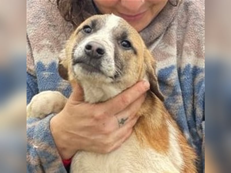 Thysen – 9 Monate – wunderschöner Rüde auf sucht seine Menschen