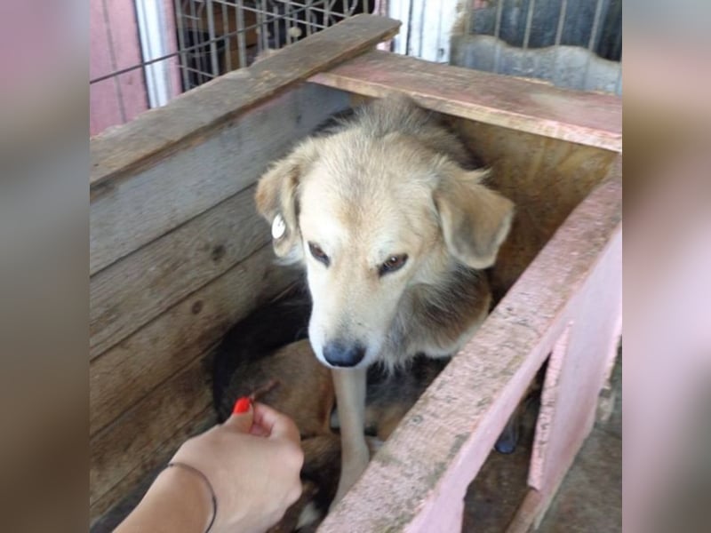 Angsthäschen Ben sucht seine Familie