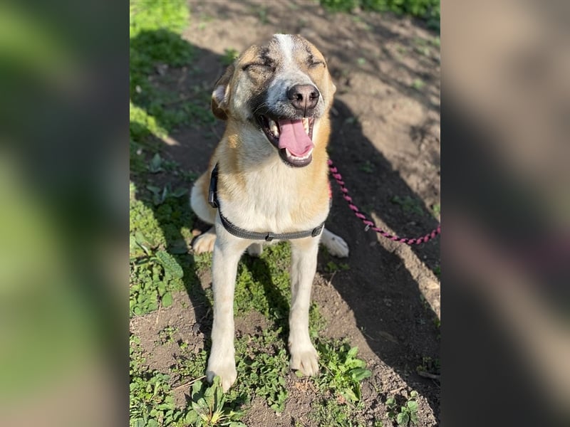 Thysen – 9 Monate – wunderschöner Rüde auf sucht seine Menschen